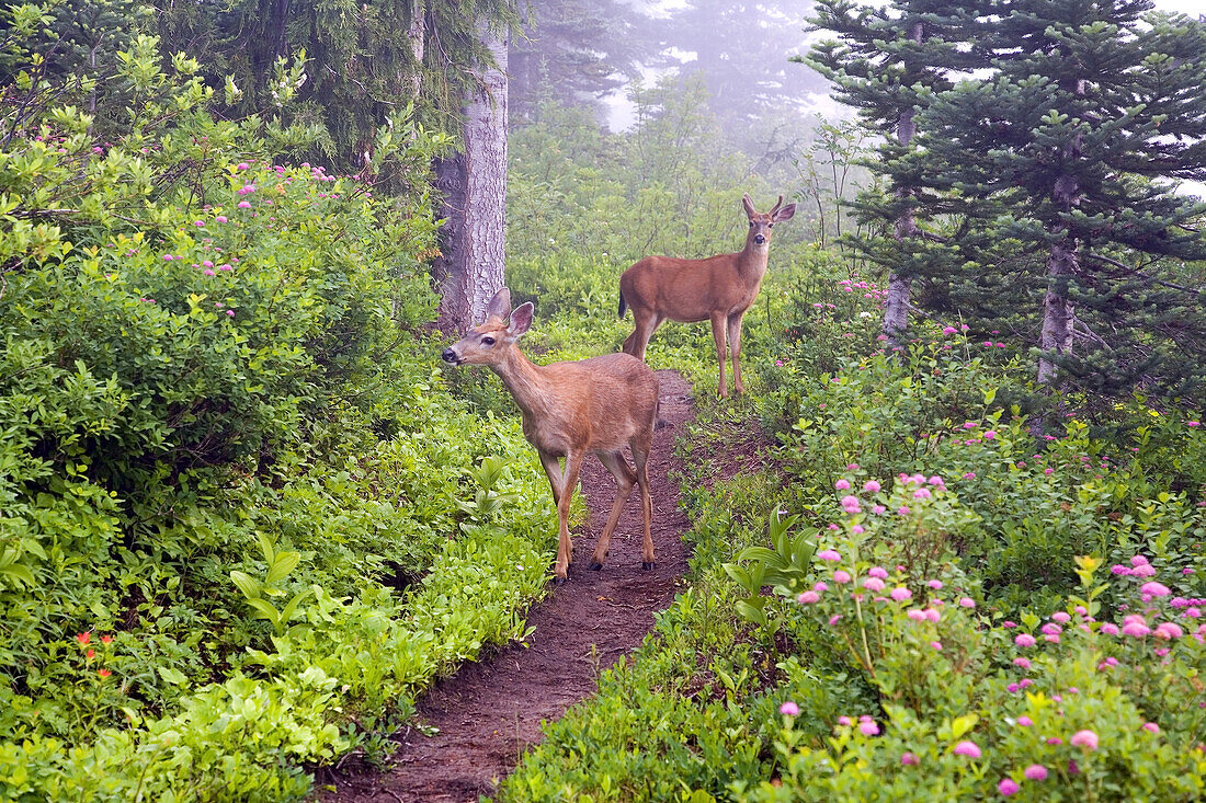 Hirsch auf einem Pfad in einem nebligen Wald, Mount Rainier National Park, Washington, Vereinigte Staaten von Amerika