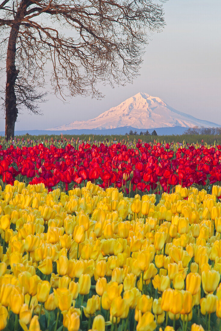 Leuchtend bunte Tulpen der Wooden Shoe Tulip Farm und ein Blick auf den schneebedeckten Mount Hood im Hintergrund, Woodburn, Oregon, Vereinigte Staaten von Amerika