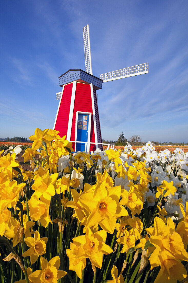 Windmill at the Wooden Shoe Tulip Farm with blossoming daffodils in the foreground,Oregon,United States of America