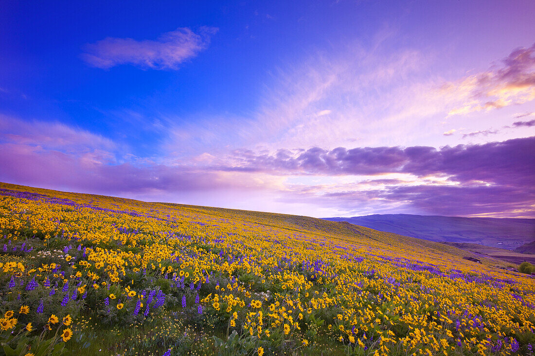 Blühende Wildblumen bei Sonnenaufgang auf einer Wiese, Columbia River Gorge, Oregon, Vereinigte Staaten von Amerika