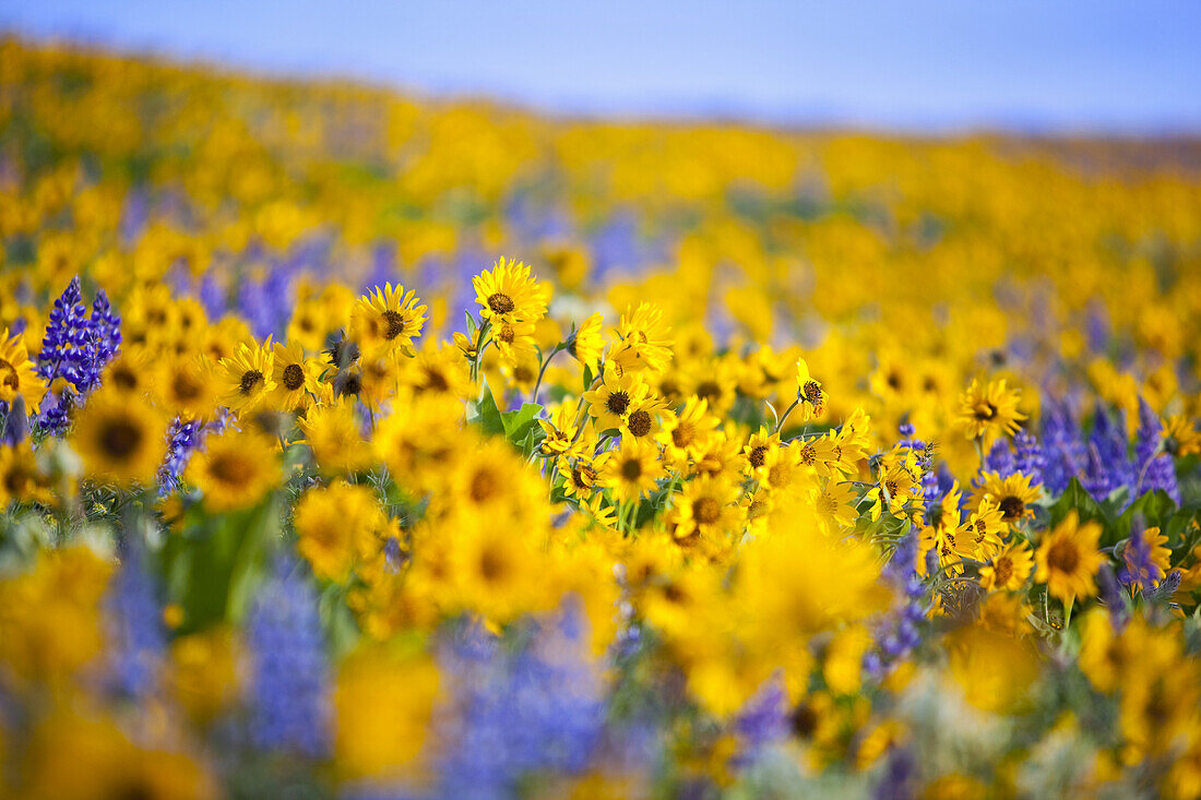 Meadow of yellow and purple wildflowers in abundance against a blue sky,Columbia River Gorge,Oregon,United States of America