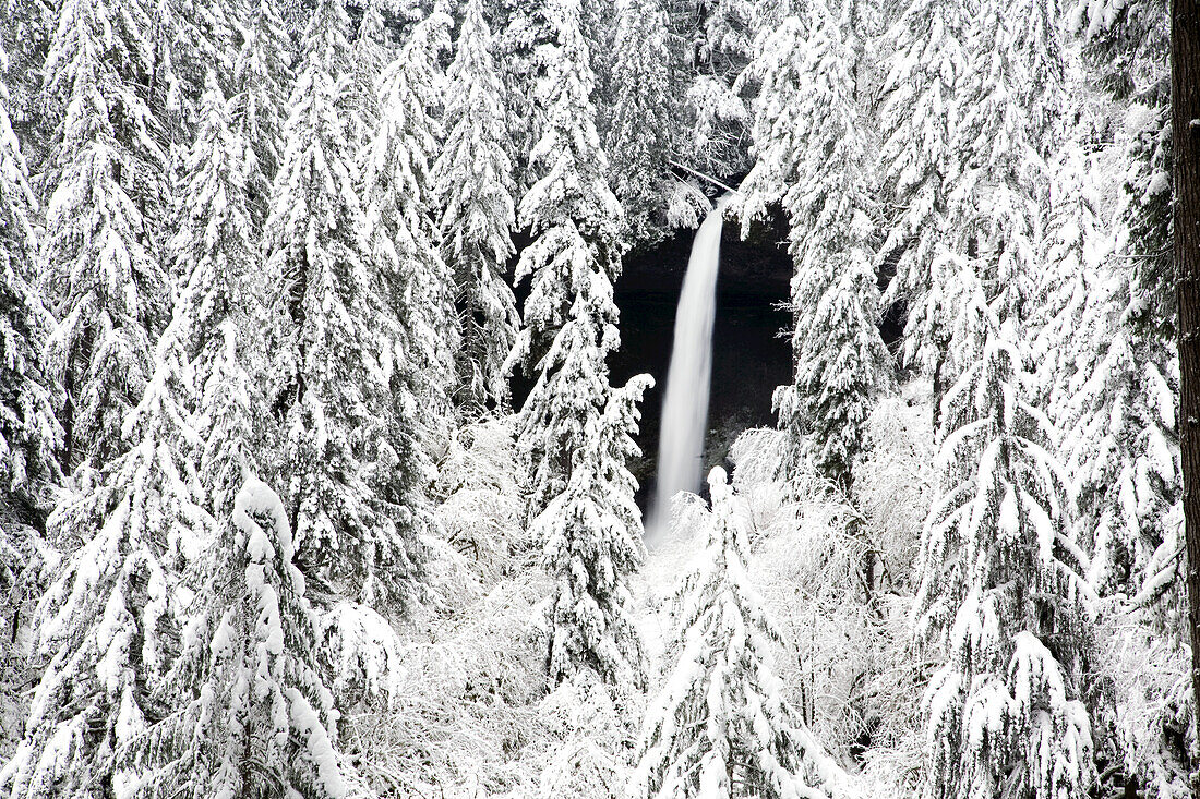 Wasserfall in einem schneebedeckten Wald, Silver Falls State Park, Oregon, Vereinigte Staaten von Amerika