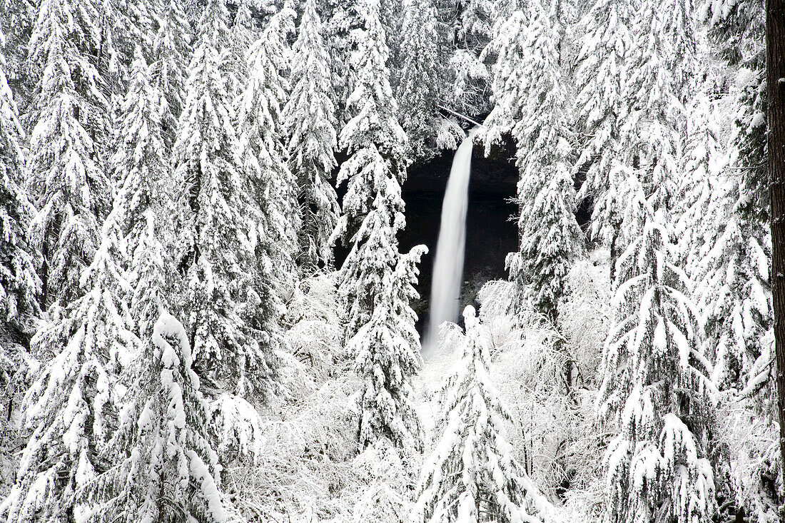 Waterfall in a snow-covered forest,Silver Falls State Park,Oregon,United States of America