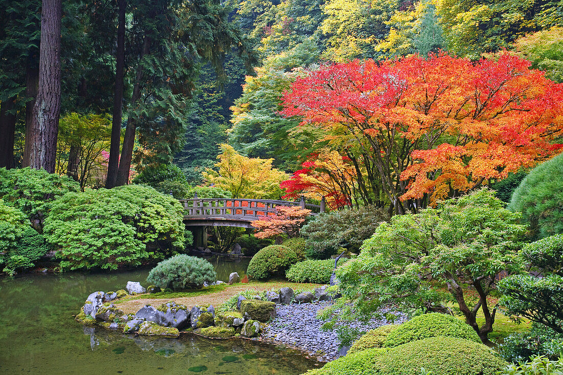 Autumn coloured foliage and a footbridge over a pond in Portland Japanese Garden,Portland,Oregon,United States of America