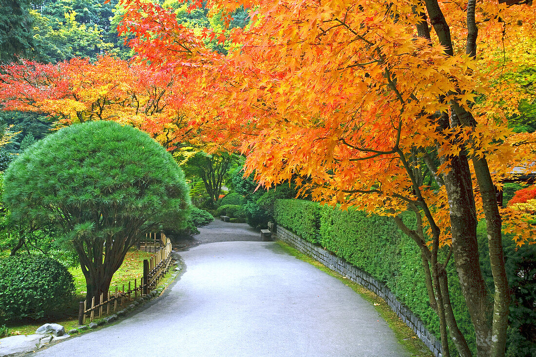 Autumn coloured foliage and a path through Portland Japanese Garden,Portland,Oregon,United States of America