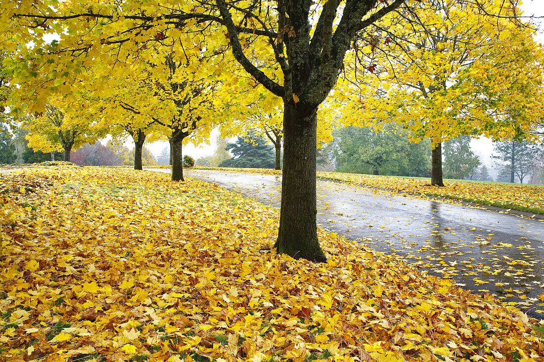 Nasse Straße, gesäumt von Bäumen mit goldenem Laub im Herbst, Pazifischer Nordwesten, Oregon, Vereinigte Staaten von Amerika