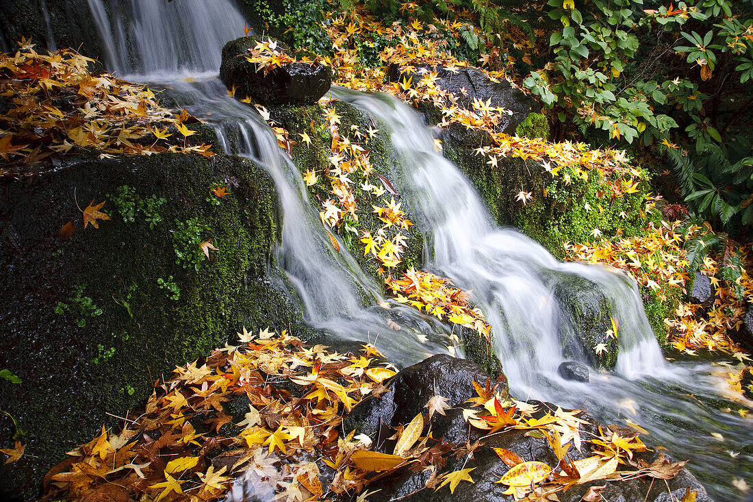 Wasserfall mit Herbstlaub im Herbst,Pazifischer Nordwesten,Oregon,Vereinigte Staaten von Amerika