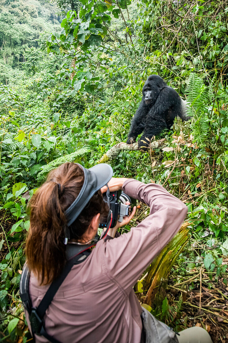 Tourist fotografiert den männlichen Silberrücken-Berggorilla (Gorilla beringei beringei) namens Kahungye im Bwindi Impenetrable National Park, Uganda