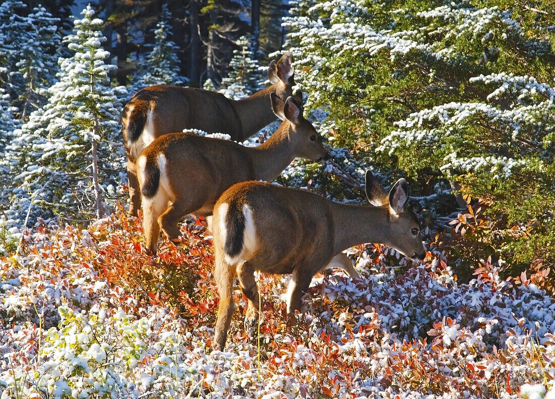 Drei Weißwedelhirsche (Odocoileus virginianus) fressen schneebedecktes Laub in Herbstfarben, Washington, Vereinigte Staaten von Amerika