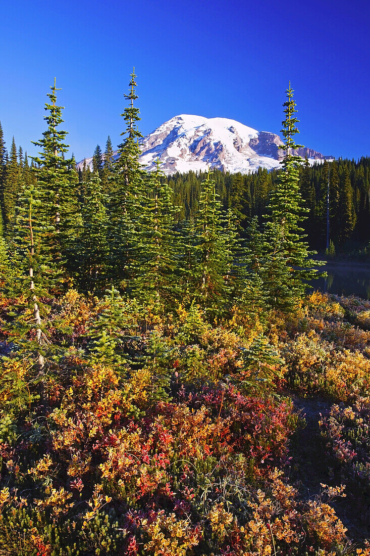 Snow-covered Mount Rainier with autumn coloured vegetation on the shore of Reflection Lake,Washington,United States of America