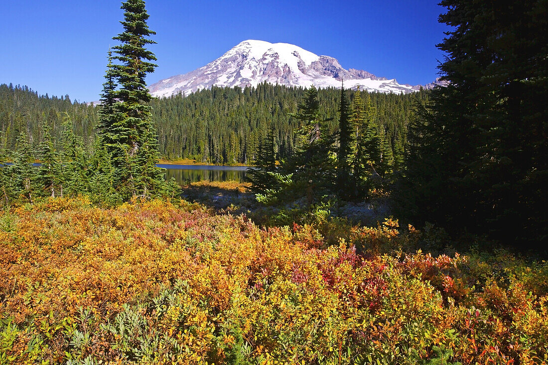 Schneebedeckter Mount Rainier, mit herbstlich gefärbter Vegetation am Ufer des ruhigen Reflection Lake, Washington, Vereinigte Staaten von Amerika