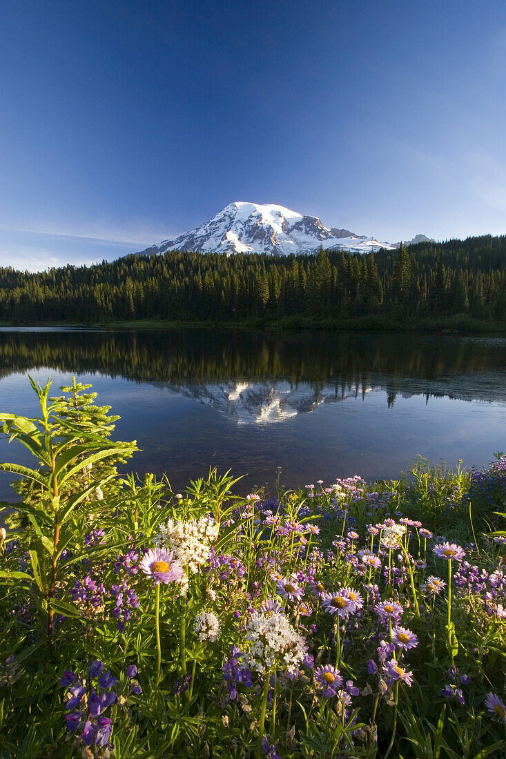 Schneebedeckter Mount Rainier, mit Wildblumen am Ufer und einer Spiegelung im Wasser, Washington, Vereinigte Staaten von Amerika