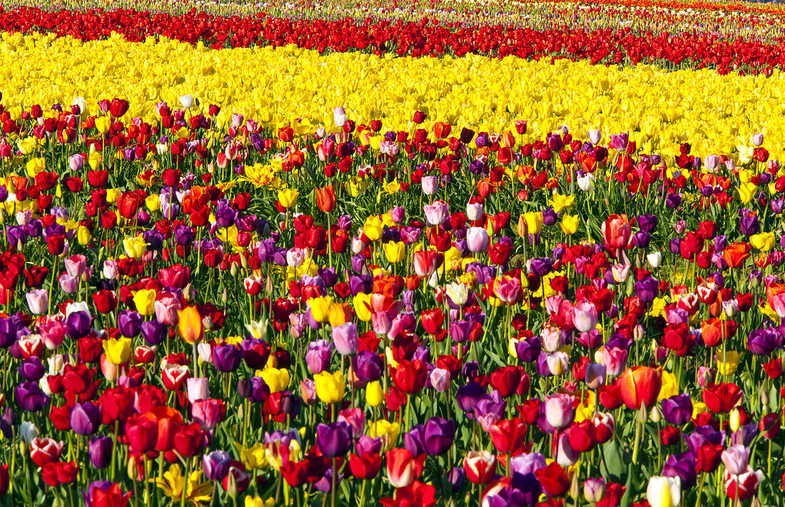 Eine Fülle farbenprächtiger blühender Tulpen auf einem Feld, Wooden Shoe Tulip Farm, Oregon, Vereinigte Staaten von Amerika