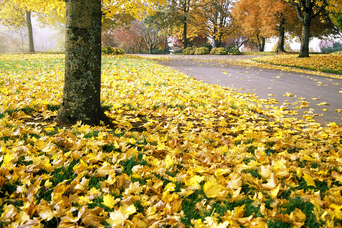 Goldenes Laub auf dem Boden entlang eines gepflasterten Weges in einem Park im Herbst, Portland, Oregon, Vereinigte Staaten von Amerika