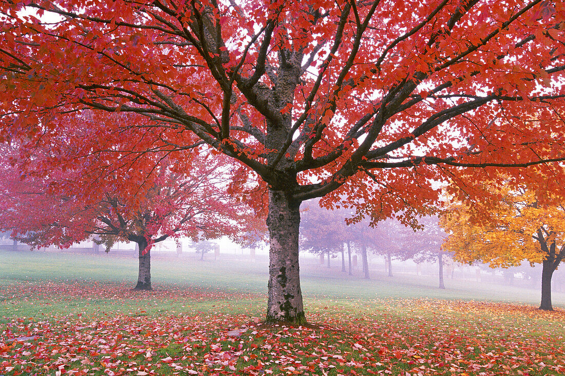 Leuchtend rotes Laub an einem Baum im Herbst, Oregon, Vereinigte Staaten von Amerika