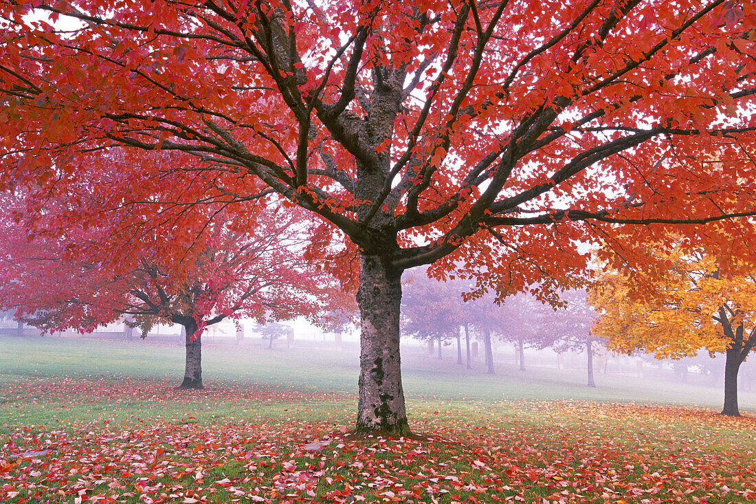 Vibrant red foliage on a tree in autumn,Oregon,United States of America