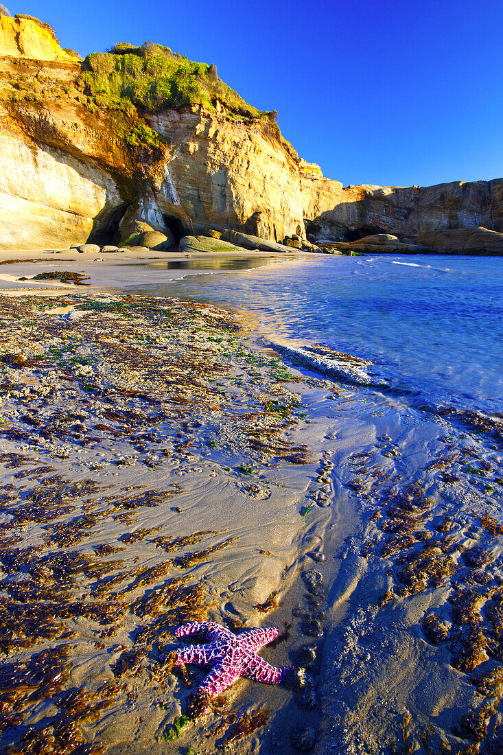 Rugged cliff along the Oregon coastline with a pink starfish and seaweed on the sand,Oregon,United States of America