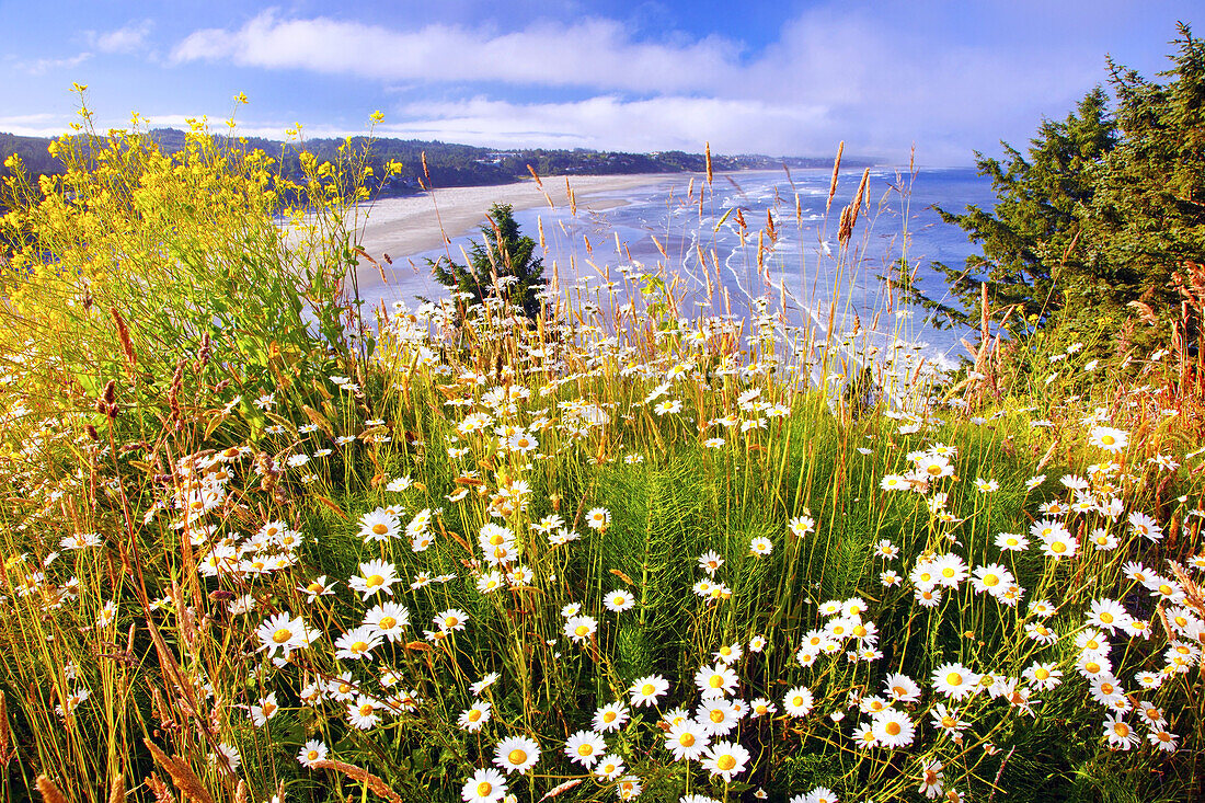 Wildflowers bloom on the Oregon coast in the foreground with a view of a beach along the coastline,Newport,Oregon,United States of America