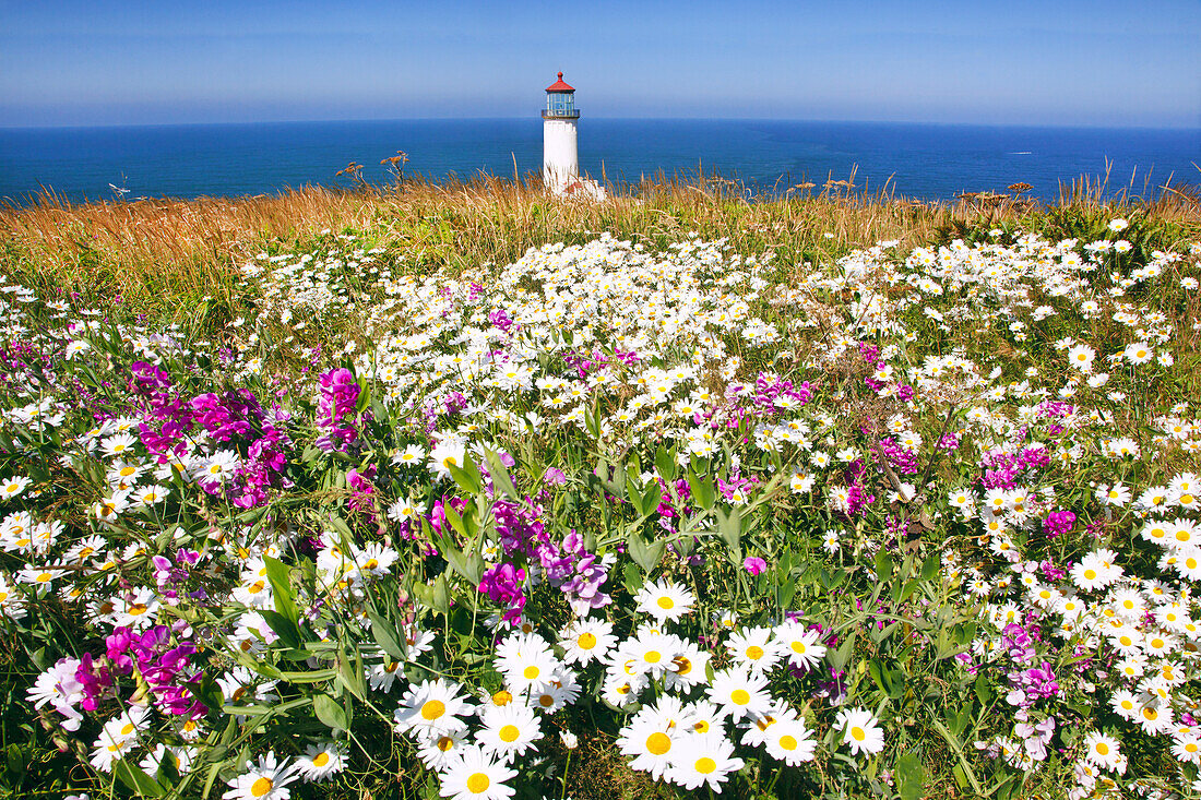 Blühende Wildblumen auf einem Feld neben dem North Head Lighthouse, Cape Disappointment State Park, Washington, Vereinigte Staaten von Amerika