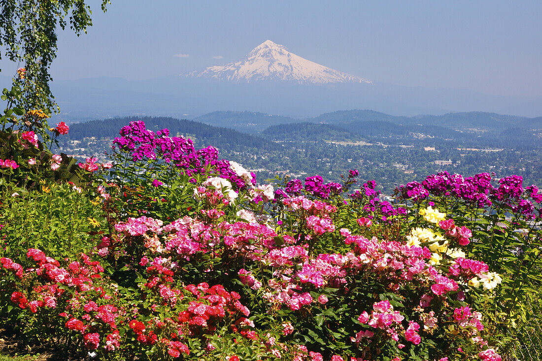 Blick vom Pittock Mansion auf den schneebedeckten Mount Hood und die Kaskadenkette, mit blühenden Pflanzen im Vordergrund, Portland, Oregon, Vereinigte Staaten von Amerika