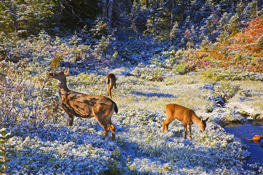 Drei Rehe grasen bei Sonnenaufgang auf einer frostigen Herbstwiese, Mount Rainier National Park,Washington,Vereinigte Staaten von Amerika