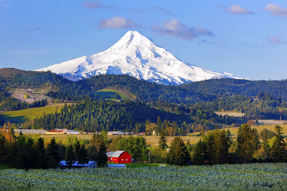 Snow-covered Mount Hood and Mount Hood National Forest with farmland in the Columbia River Valley in the foreground,Oregon,United States of America