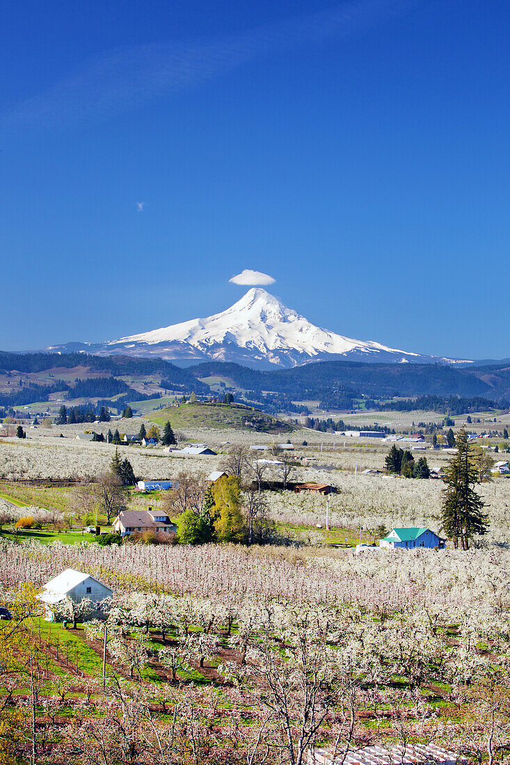 Apfelbaumplantagen und der Gipfel des schneebedeckten Mount Hood in der Ferne vor einem klaren, blauen Himmel in der Columbia River Gorge im Pazifischen Nordwesten, Oregon, Vereinigte Staaten von Amerika