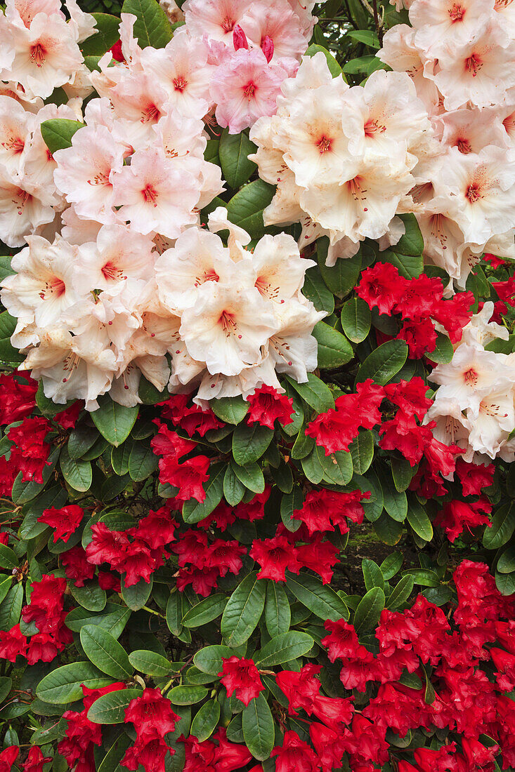 Blühende Rhododendren im Crystal Springs Rhododendron Garden,Portland,Oregon,Vereinigte Staaten von Amerika