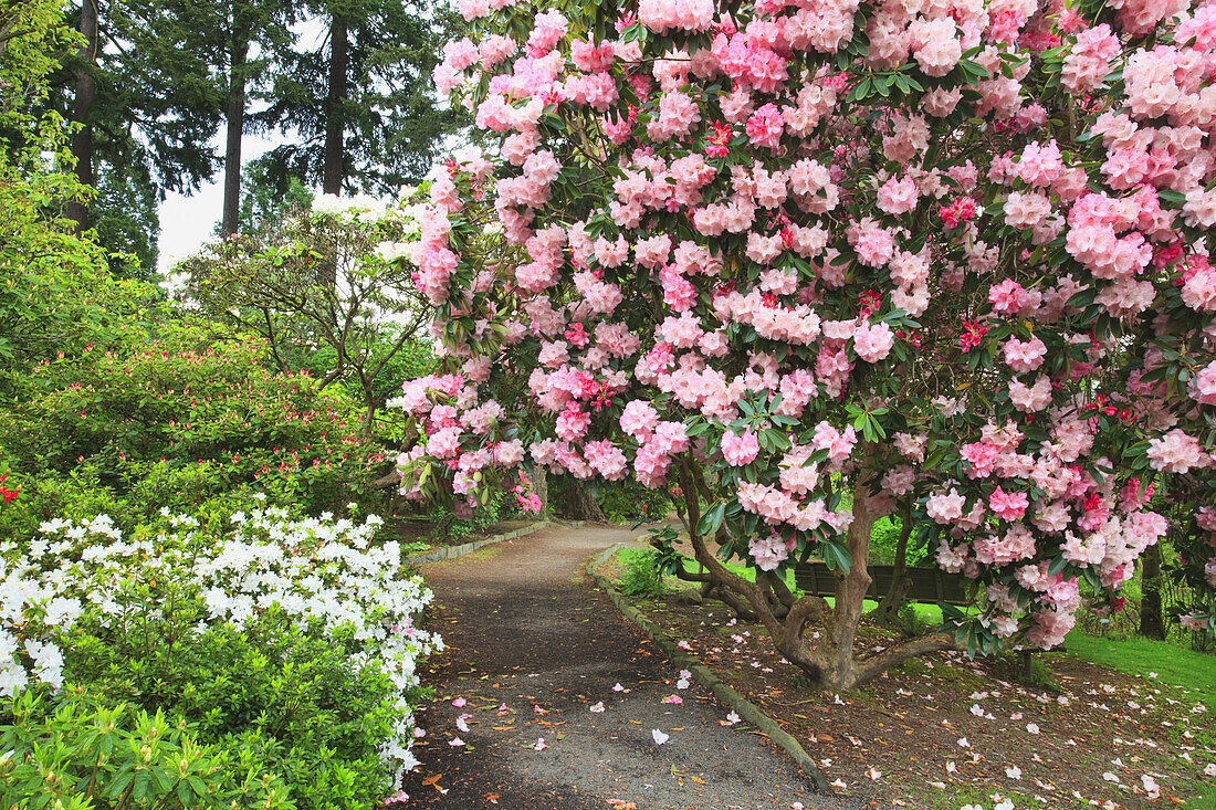 Blossoming plants and trees with a bench under a tree along a path in a lush botanical garden,Portland,Oregon,United States of America