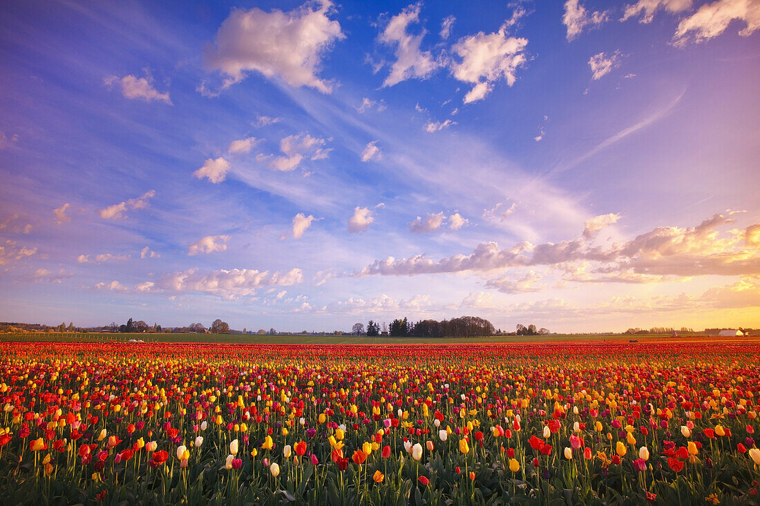 Sonnenaufgang über Tulpenfeldern auf der Wooden Shoe Tulip Farm, Woodburn, Oregon, Vereinigte Staaten von Amerika