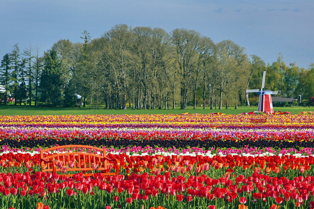 Blühende Tulpen und eine Windmühle auf der Wooden Shoe Tulip Farm, Woodburn, Oregon, Vereinigte Staaten von Amerika