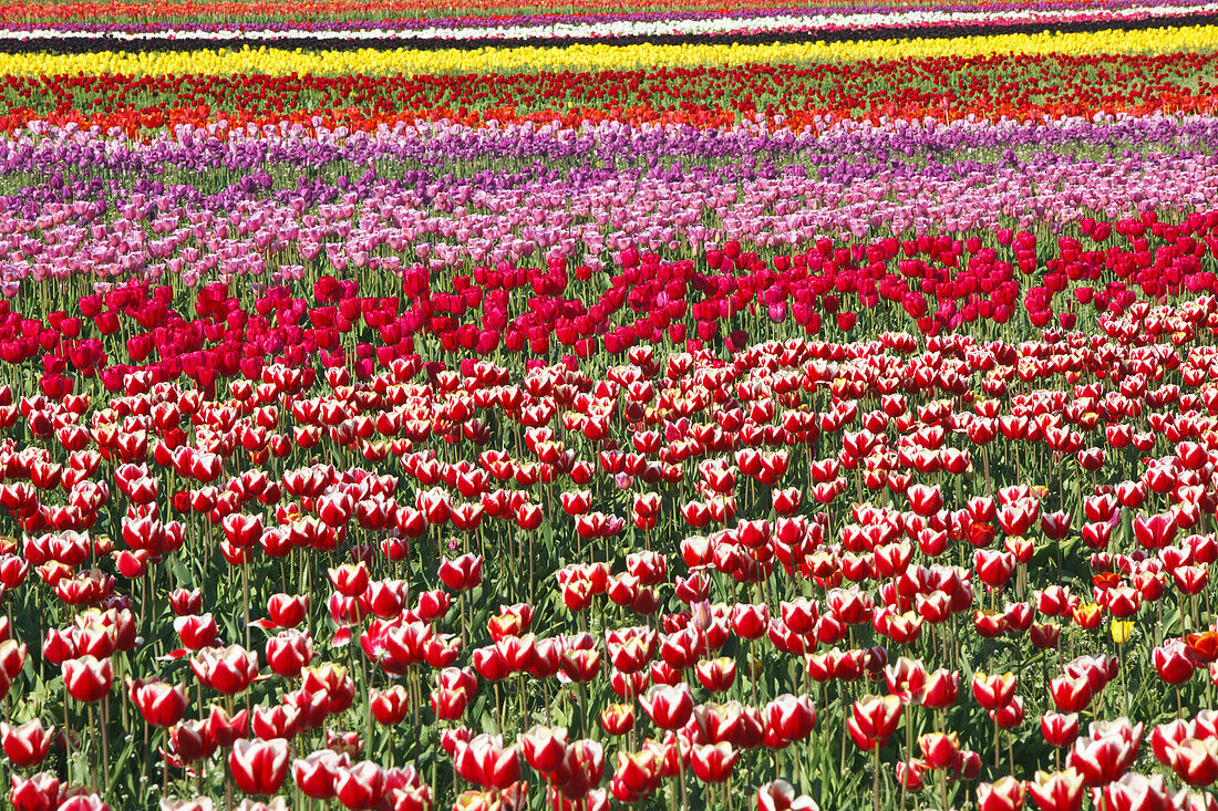 Blühende Tulpen in einem Feld auf der Wooden Shoe Tulip Farm, Woodburn, Oregon, Vereinigte Staaten von Amerika