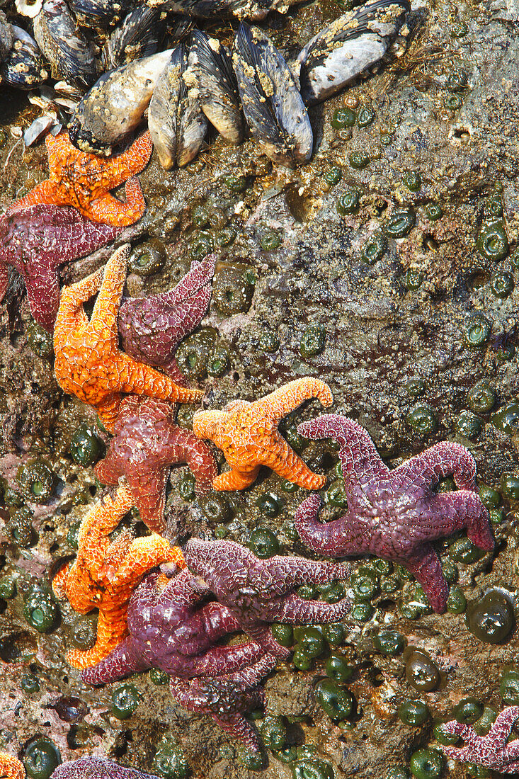 Zahlreiche Seesterne an einem Felsen mit Mollusken in der Bandon State Natural Area, Bandon, Oregon, Vereinigte Staaten von Amerika