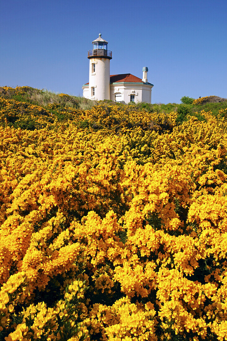 Coquille River Light against a blue sky with blossoming yellow foliage in the foreground along the Oregon coast in Bullards Beach State Park,Bandon,Oregon,United States of America