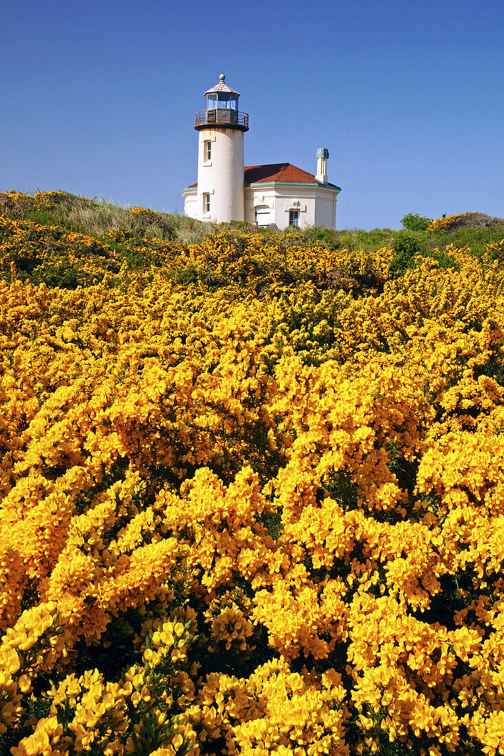 Coquille River Light vor blauem Himmel mit blühendem gelben Laub im Vordergrund entlang der Küste von Oregon im Bullards Beach State Park, Bandon, Oregon, Vereinigte Staaten von Amerika