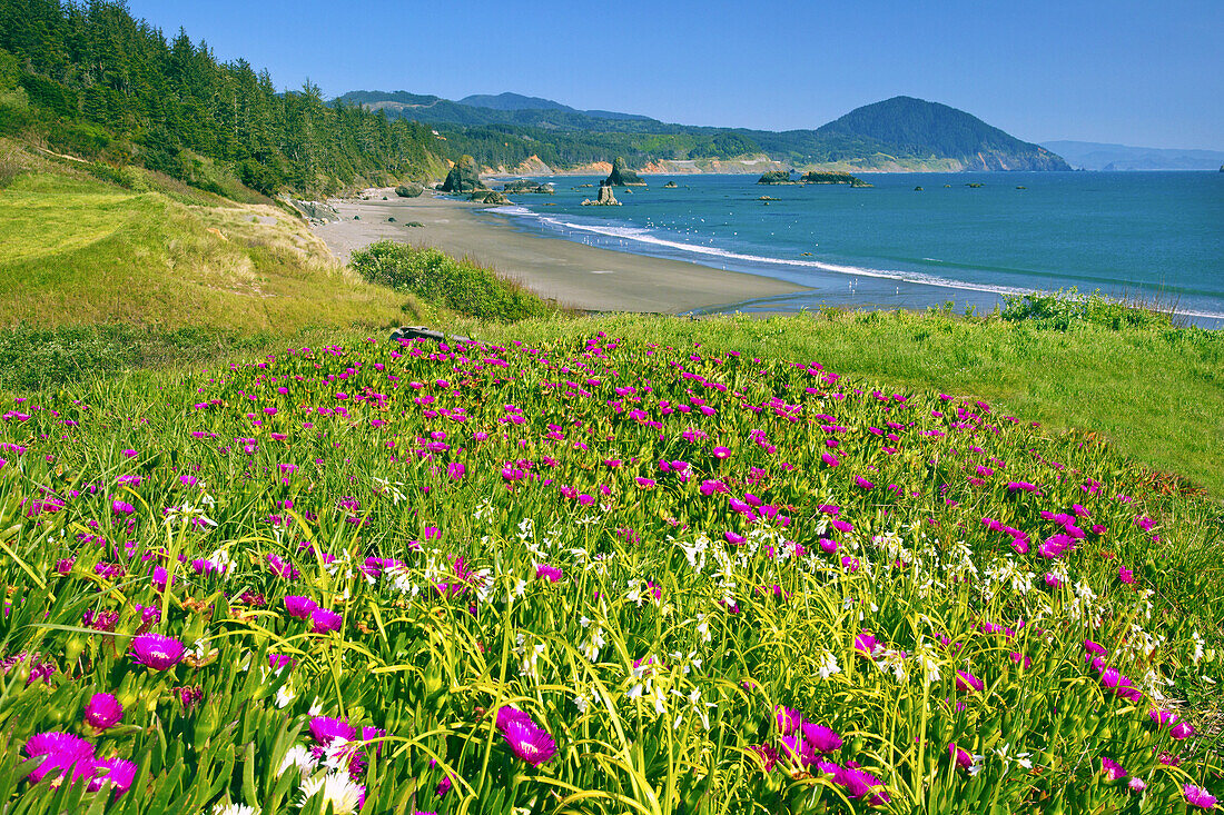 Blühende Wildblumen am Ufer mit Blick auf die weite Küstenlinie von Oregon im Port Orford Heads State Park,Port Orford,Oregon,Vereinigte Staaten von Amerika