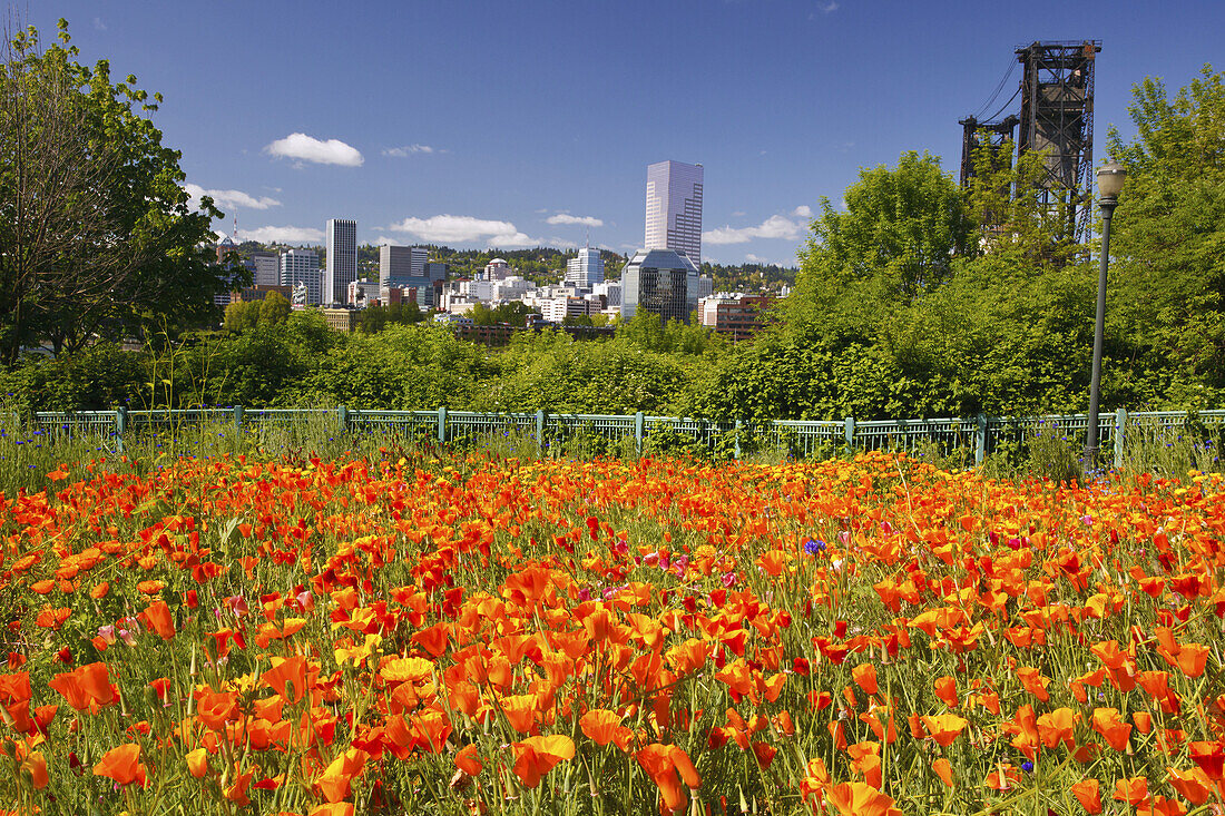 Blossoming wildflowers in a park in the foreground with a view of downtown Portland and the Steel Bridge over the Willamette River,Portland,Oregon,United States of America