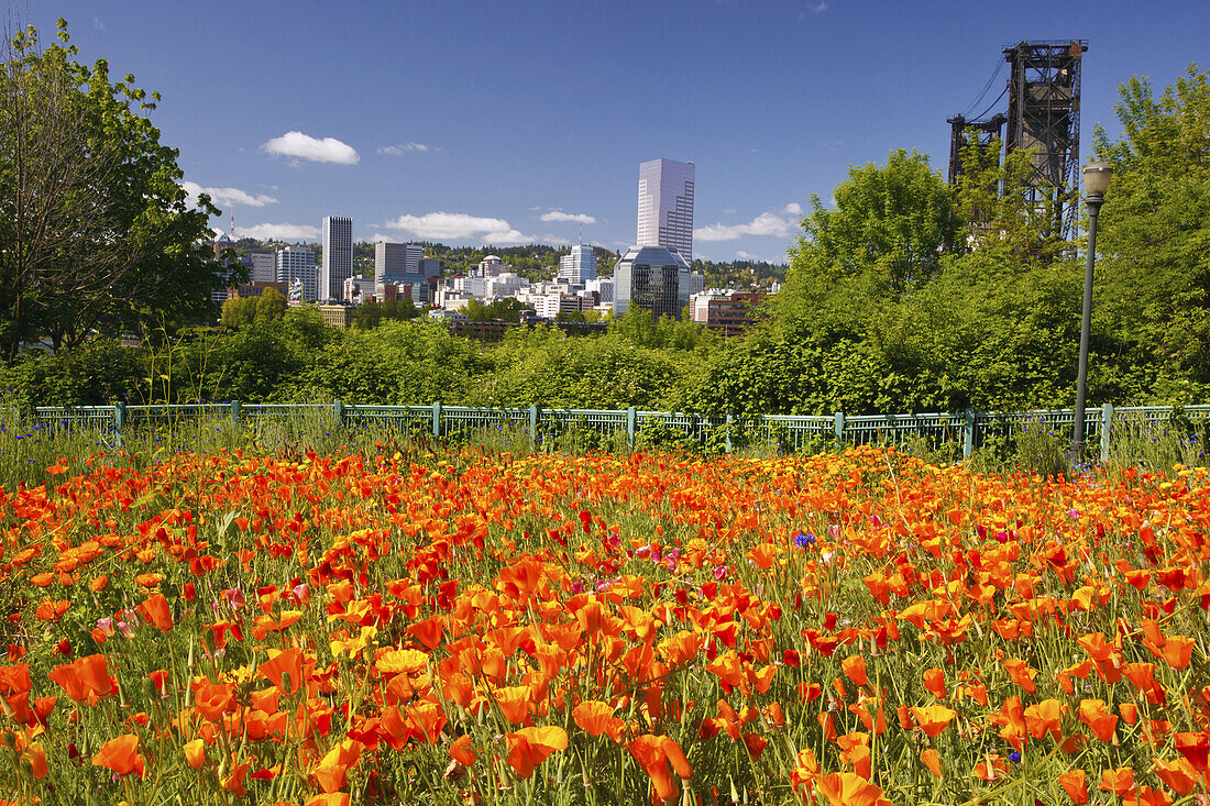 Blühende Wildblumen in einem Park im Vordergrund mit Blick auf die Innenstadt von Portland und die Stahlbrücke über den Willamette River, Portland, Oregon, Vereinigte Staaten von Amerika