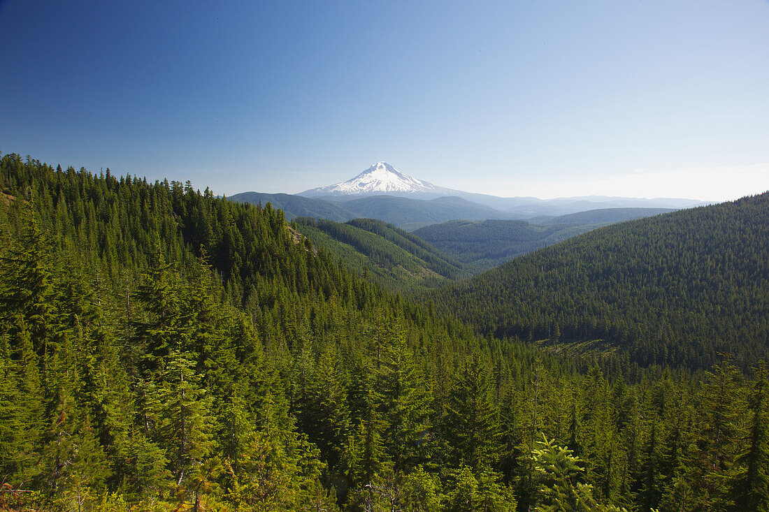 The snow-covered peak of Mount Hood in the distance and Mount Hood National Forest in the foreground,Oregon,United States of America