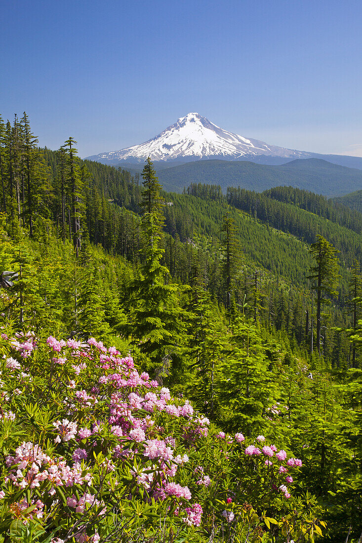 The snow-covered peak of Mount Hood in the distance and Mount Hood National Forest in the foreground with wildflowers blossoming on a hillside,Oregon,United States of America