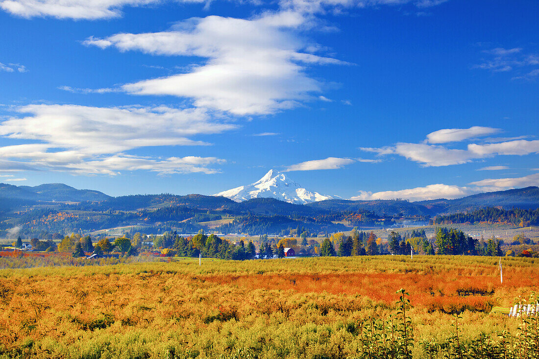 Majestic Mount Hood with autumn coloured foliage in the valley,Oregon,United States of America