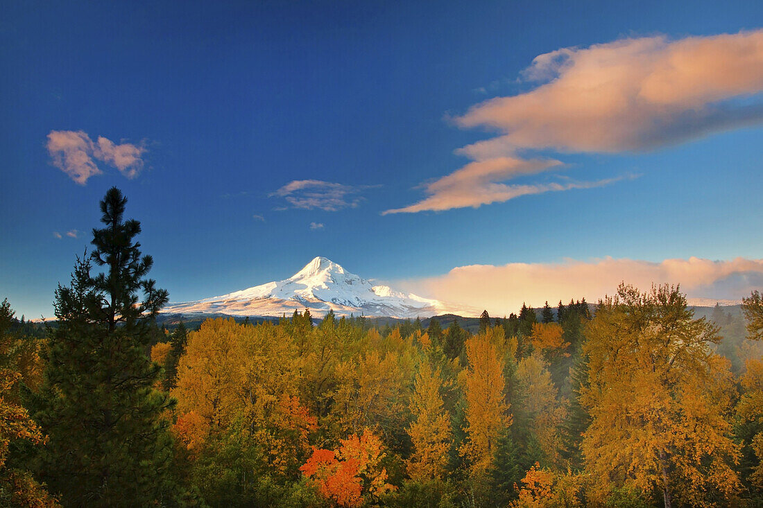 Majestätischer Mount Hood mit herbstlich gefärbtem Laub im Tal,Oregon,Vereinigte Staaten von Amerika