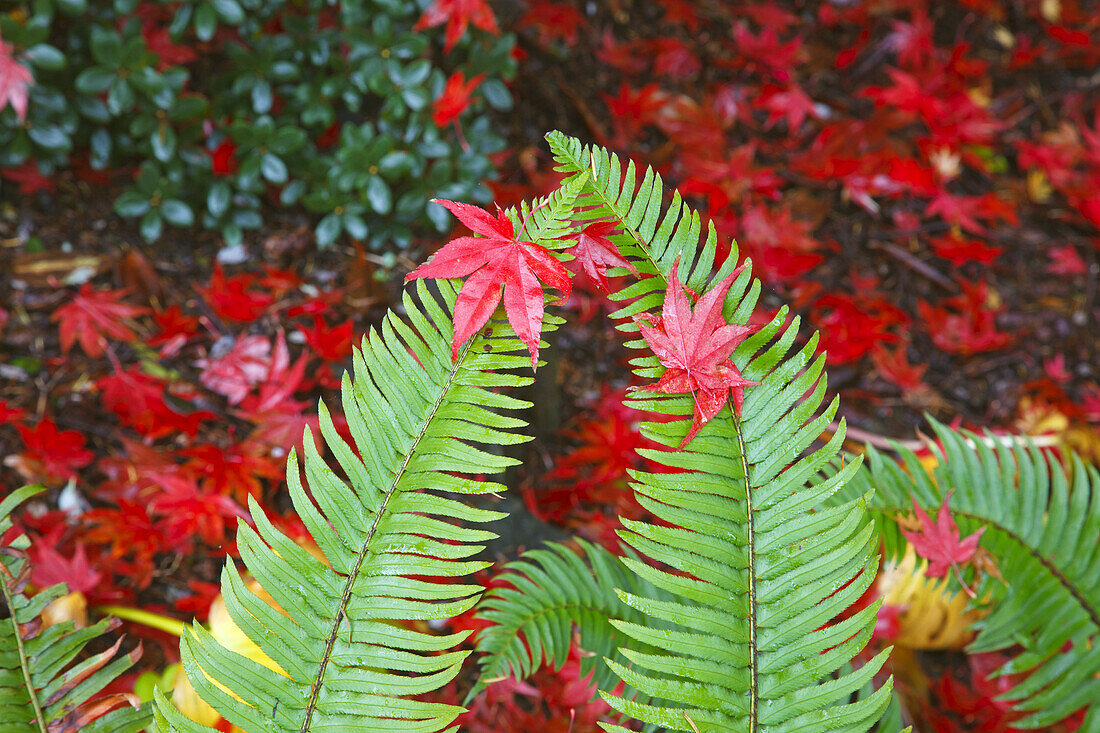 Farnpflanze mit roten Blättern, die im Herbst auf den Wedeln ruhen,Portland,Oregon,Vereinigte Staaten von Amerika