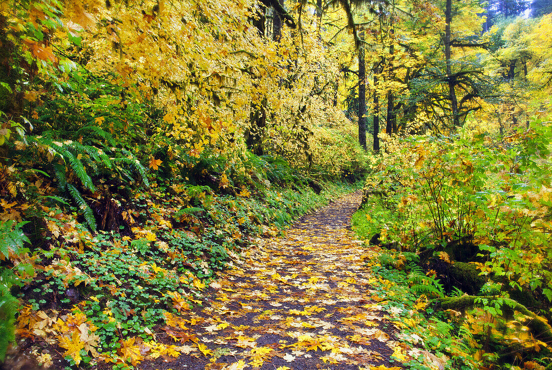 Herbstfarbenes Laub entlang eines Weges im Silver Falls State Park,Oregon,Vereinigte Staaten von Amerika