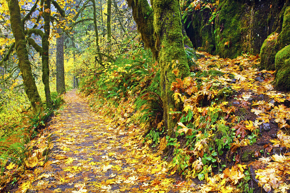 Herbstfarbenes Laub entlang eines Weges im Silver Falls State Park,Oregon,Vereinigte Staaten von Amerika
