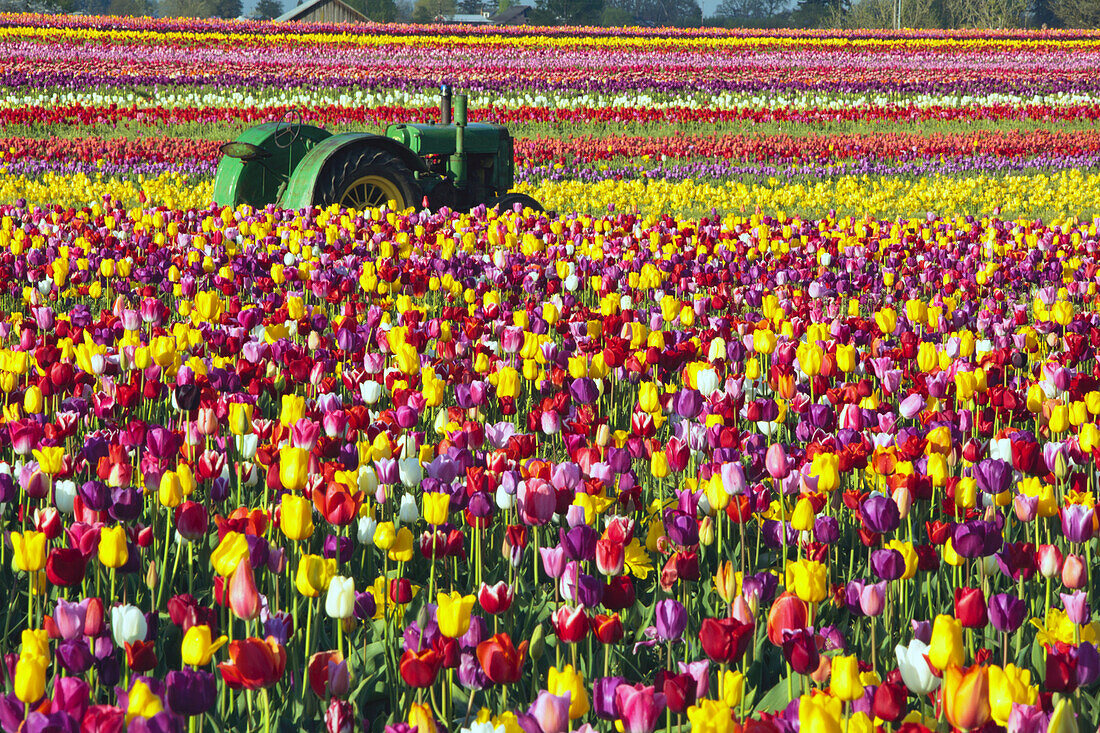 Traktor in einem Tulpenfeld mit mehrfarbigen Tulpen auf der Wooden Shoe Tulip Farm, Woodburn, Oregon, Vereinigte Staaten von Amerika