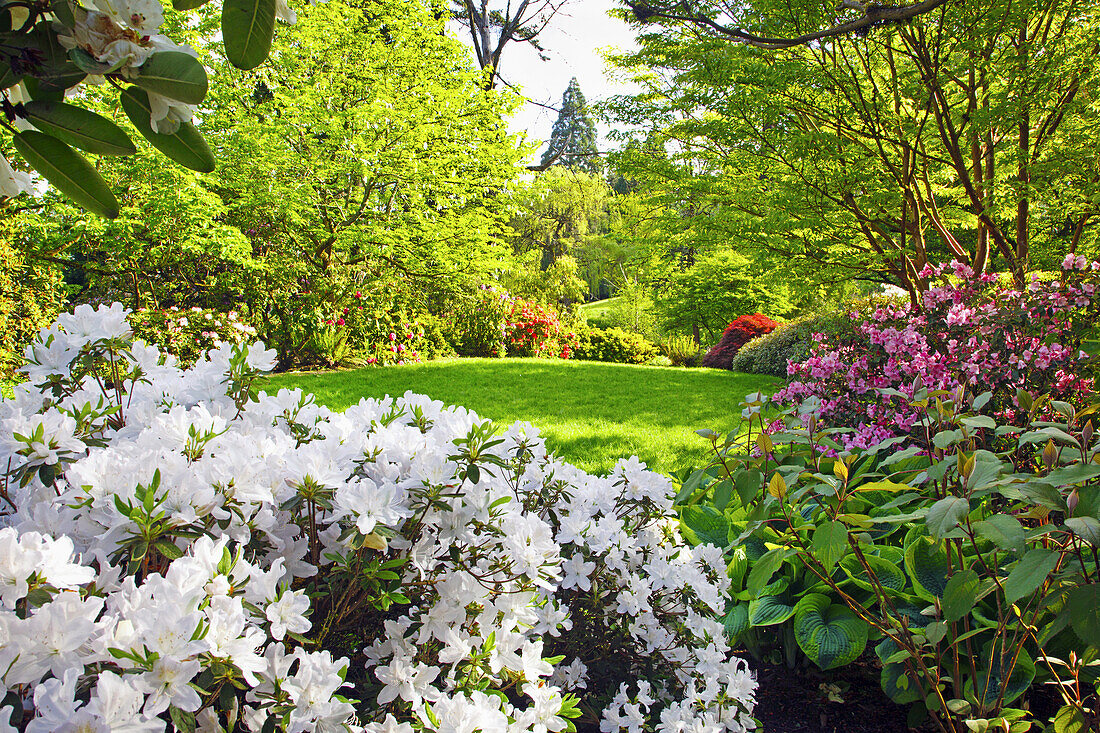 Crystal Springs Rhododendron Garden im Frühling mit blühenden Bäumen, Portland, Oregon, Vereinigte Staaten von Amerika