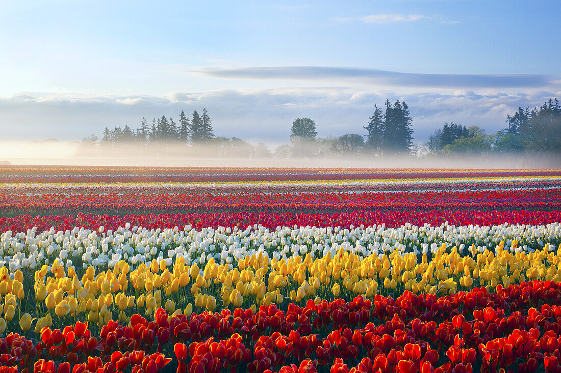 An abundance of blossoming colourful tulips in a field at Wooden Shoe Tulip Farm with fog resting over the field,Woodburn,Oregon,United States of America