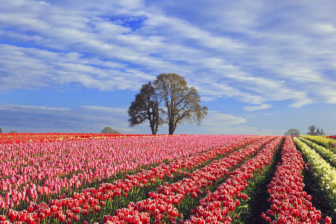 An abundance of blossoming colourful tulips in a field at Wooden Shoe Tulip Farm,Woodburn,Oregon,United States of America