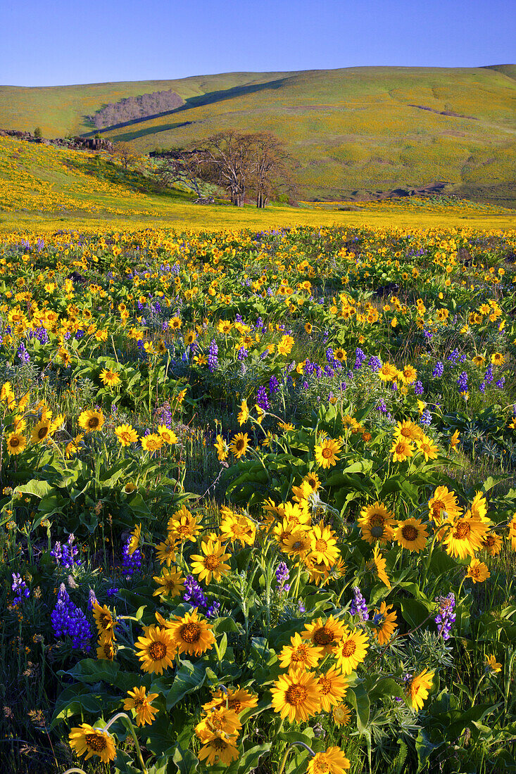 Blühende Wildblumen auf einer Wiese in der Columbia River Gorge an einem sonnigen Tag, Oregon, Vereinigte Staaten von Amerika